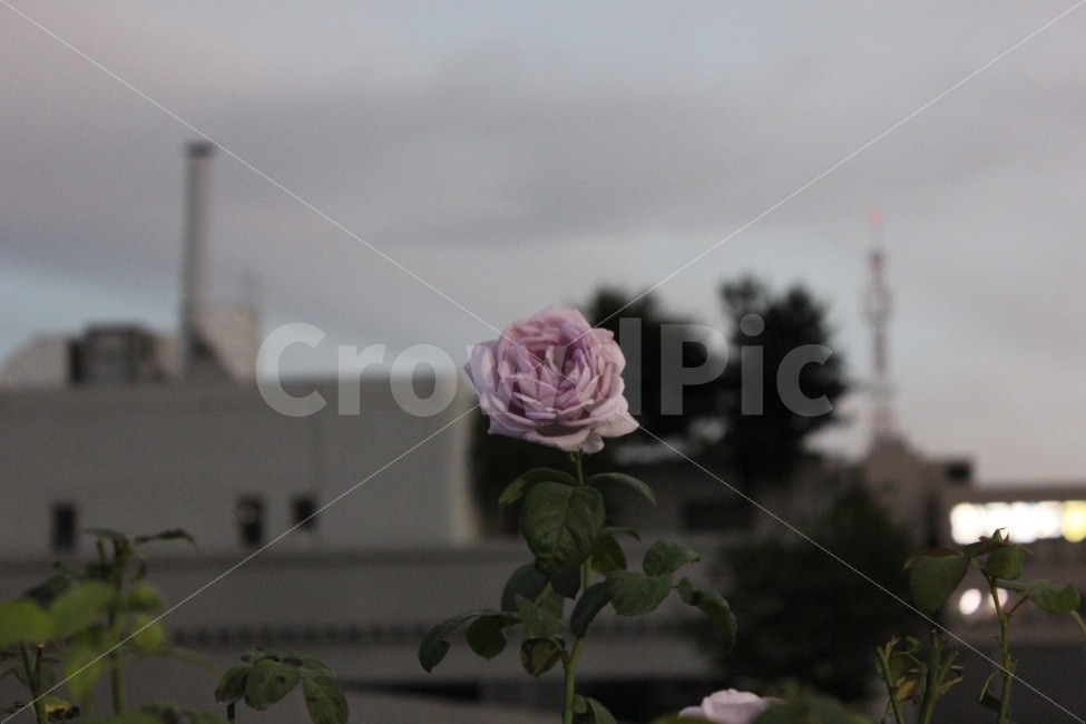 감성,스냅,시선,꽃,플라워,장미,꽃사진,flower,rose,color,landscape,scenery,식물,자연,plants,nature,꽃,flower