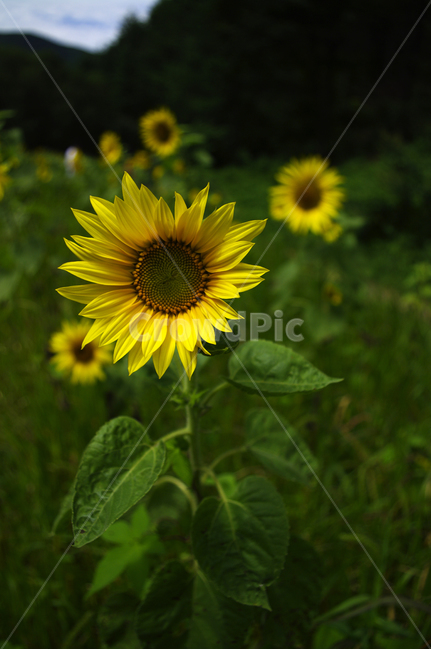 해바라기,꽃,flower,식물,plant,식물,자연,plants,nature,꽃,flower