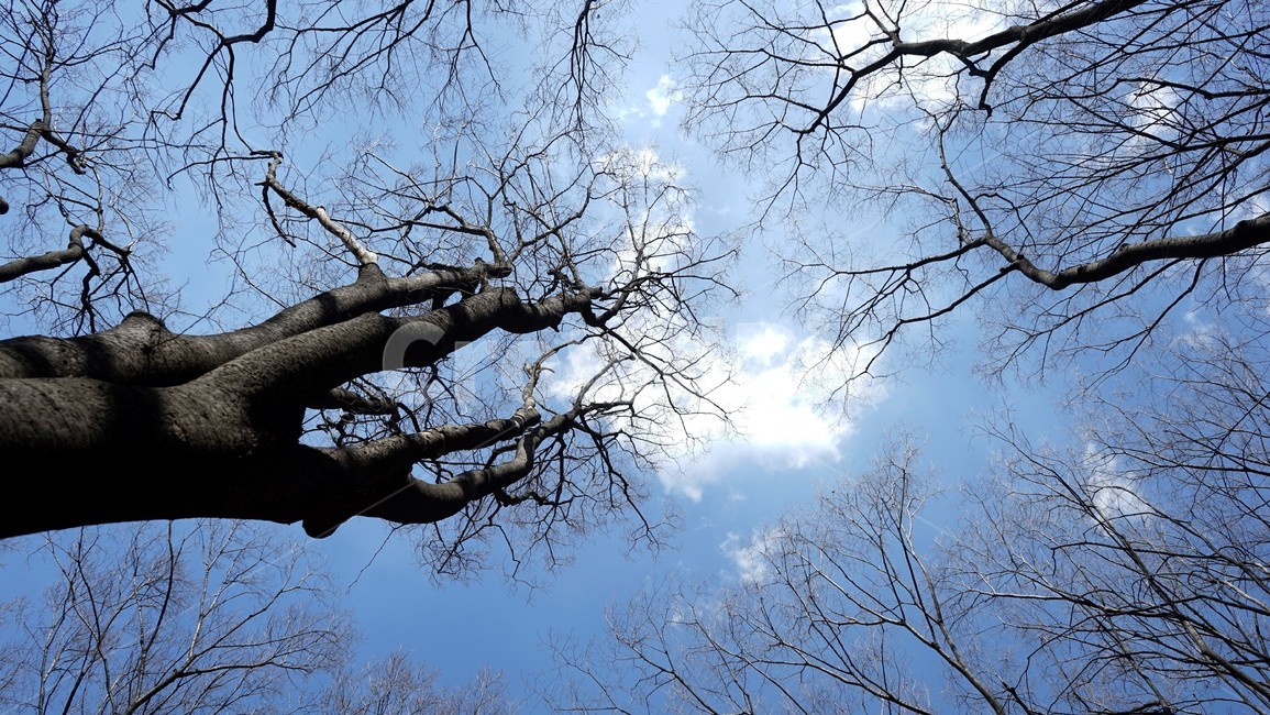 나무,겨울,자연,하늘,파란하늘,계절,나무가지,tree,sky,nature,winter,bluesky,branch,season,solitary,외로움,추위,꽃샘추위,숲,미세먼지없는,실루엣,하늘배경,가지,식물,마른잎,분위기,감성,겨울나무,쓸쓸함,고요,나뭇가지,풍경,겨울,계절,winter,season,식물,자연,plants,nature,나무,trees,wood