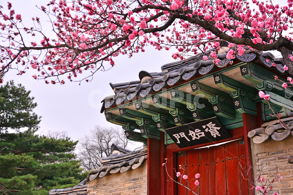 한국전통,고궁,봄풍경,봄꽃,창덕궁,봄배경,바탕,백그라운드,traditional,korean,spring,flowers,background,기와집,궁궐,조선시대,서울,명소,건축물,돌담,전통,보존,왕,집,하우스,house,ancientpalace,분홍색꽃,봄,시즌,계절,봄,계절,spring,season,한국전통,한국문화,korean traditional,korean culture,건축물,건물외관,exterior,building,structure,architecture,construction,plant,식물