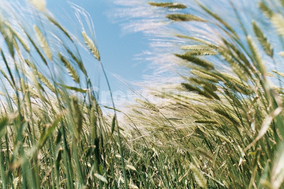 청보리,자연,식물,역동적,싱그러운,봄,필름사진,plant,nature,film,곡물,가파도,제주도,섬,식물,자연,plants,nature