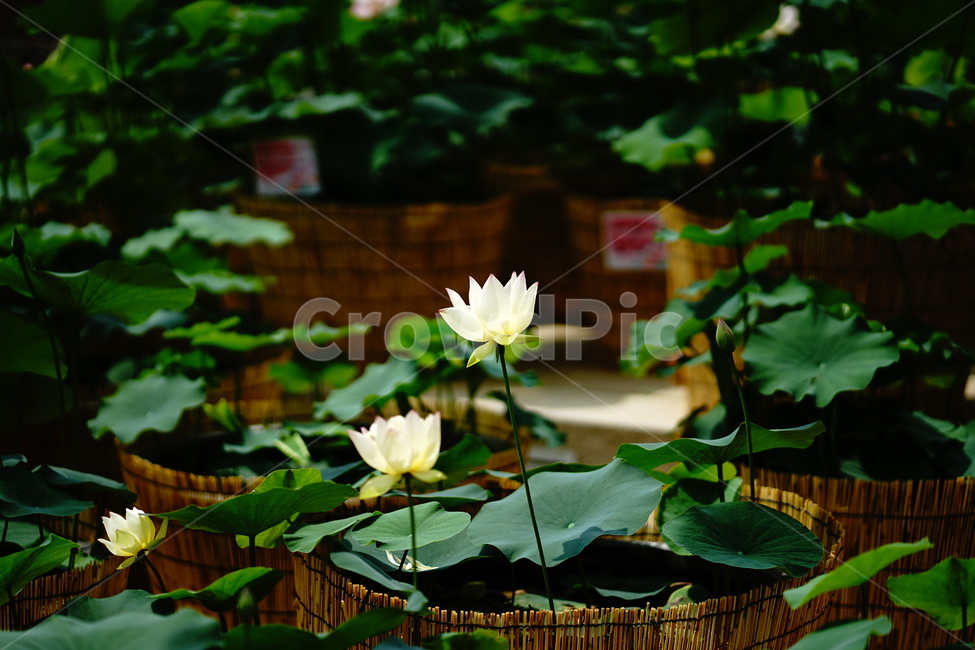 	연꽃,순백,연잎,순결,하얀꽃,식물,자연,plants,nature,꽃,flower