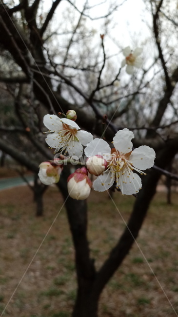 자연,식물,나무,tree,옥외,outdoors,nature,벚꽃,꽃