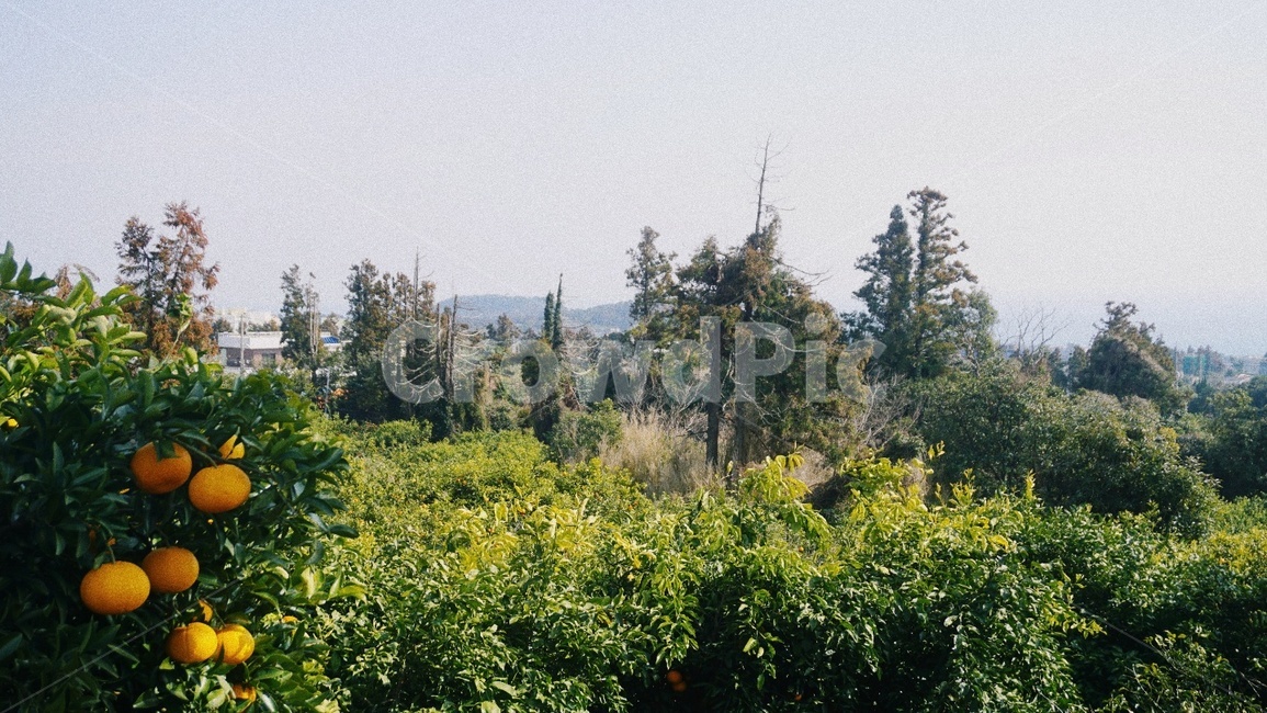 제주도,풍경,초록색,감귤나무,자연,푸름,자연,풍경,nature,landscape,tree,나무,plant,식물,fir,전나무,orange,주황색,citrus fruit,감귤류 과일,food,음식,fruit,과일,outdoors,옥외