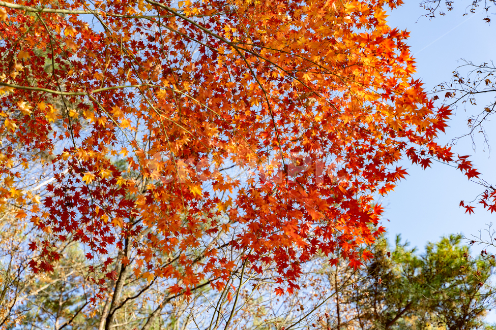 가을,단풍,낙엽,단풍잎,감성,풍경,자연,가을,계절,fall,autumn,season,자연,풍경,nature,landscape,plant,식물,leaf,잎,tree,나무,maple