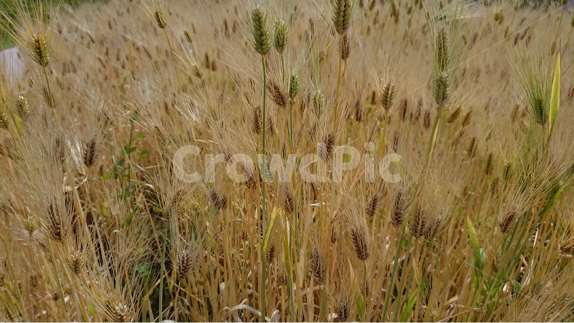 자연,식물,풍경,보리,노란보리밭,보리밭,여름풍경,식물,자연,plants,nature,곡류,곡식,cereals