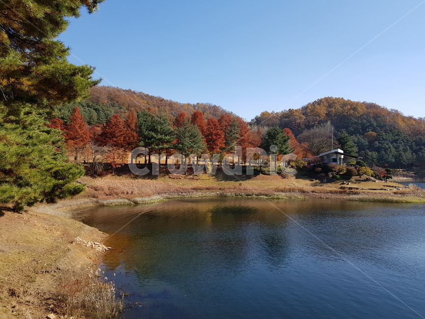 호수단풍,단풍,단풍호수,가을대청호,청남대,대청호,가을청남대,청남대가을,청남대단풍,대청호가을,대청호단풍,대청호수,단풍나무,호수,물,파란하늘,맑은하늘,하늘,물가,단풍나무들