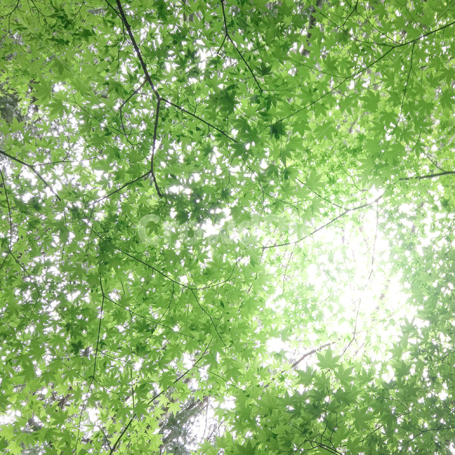 나무,초록,역광,봄,여름,나무잎,태양,햇볕,여름,계절,summer,season,자연,풍경,nature,landscape,tree,plant,식물