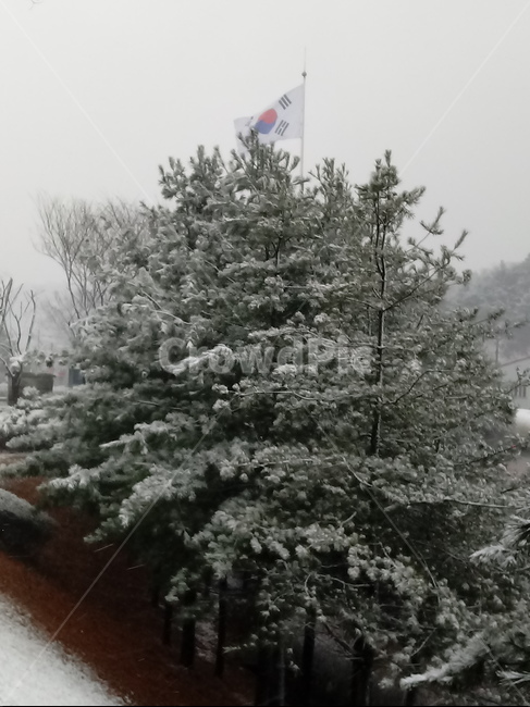 눈,설경,나무,나무가지,snow,하얀눈,자연,옥외,nature,winter,겨울,잣나무,겨울,계절,winter,season