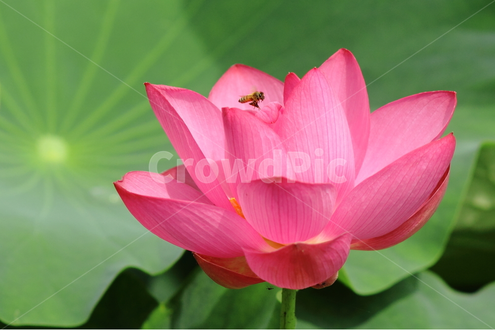 연,연꽃,수련,연잎,식물,자연,분홍,식물,자연,plants,nature,꽃,flower,동물,animal,곤충,벌레,insect,bug