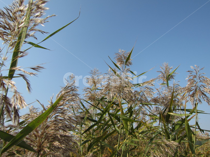 갈대,가을,하늘,잿빛,은빛,늦가을,공원,밭,reed,autumn,grass,잔디,plant,식물,lawn