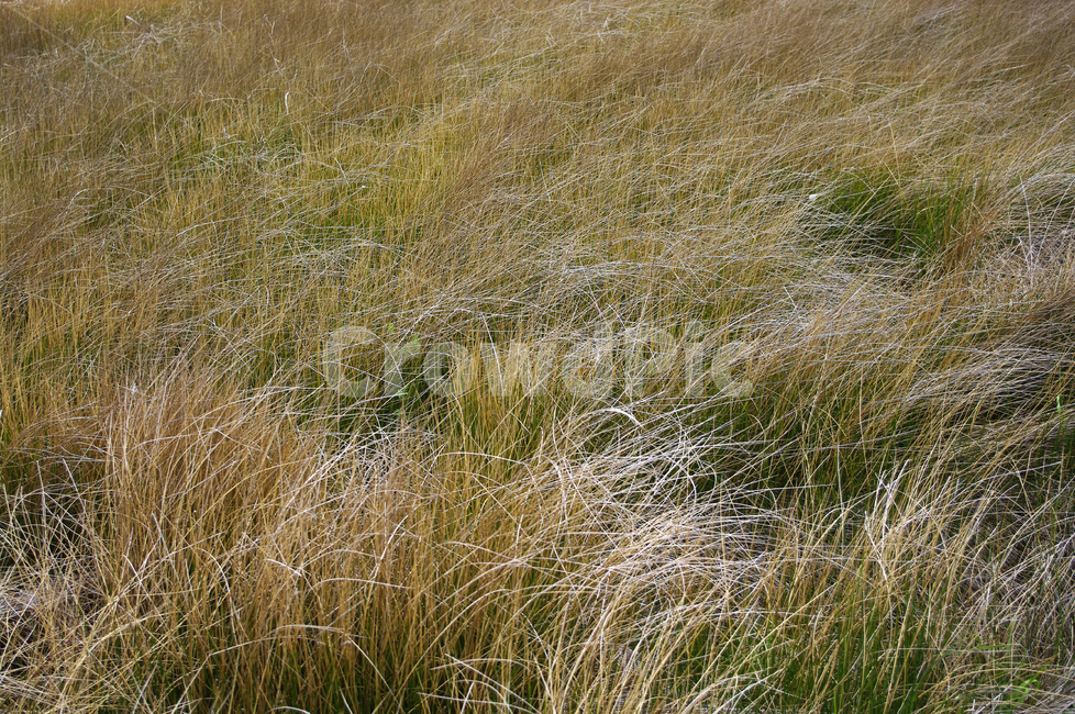 들풀,식물,plant,자연,nature,식물,자연,plants,nature