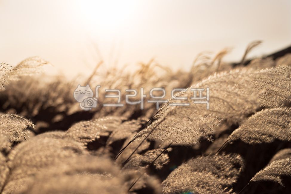 early winter,golden silver grass,wind silver grass,Silver grass,sunset silver grass,late fall,autumn