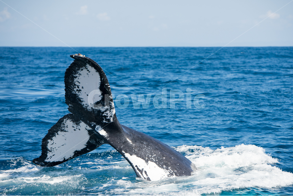바다,고래,동물,자연,풍경,동물,animal,포유류,mammal