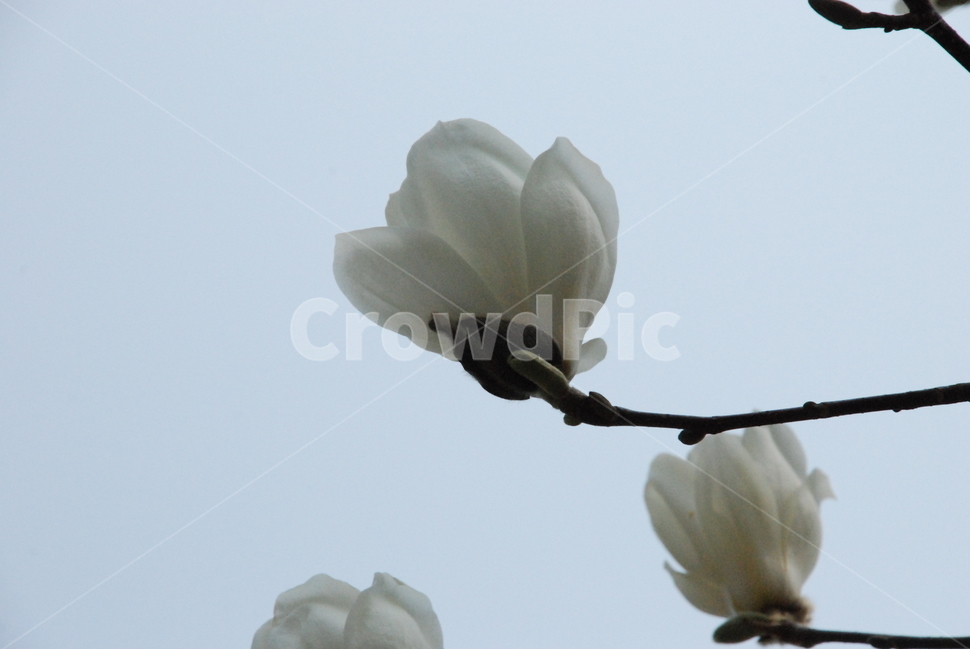 꽃,하얀꽃,흰꽃,봄,목련,flower,whiteflower,spring,magnolia,봄꽃