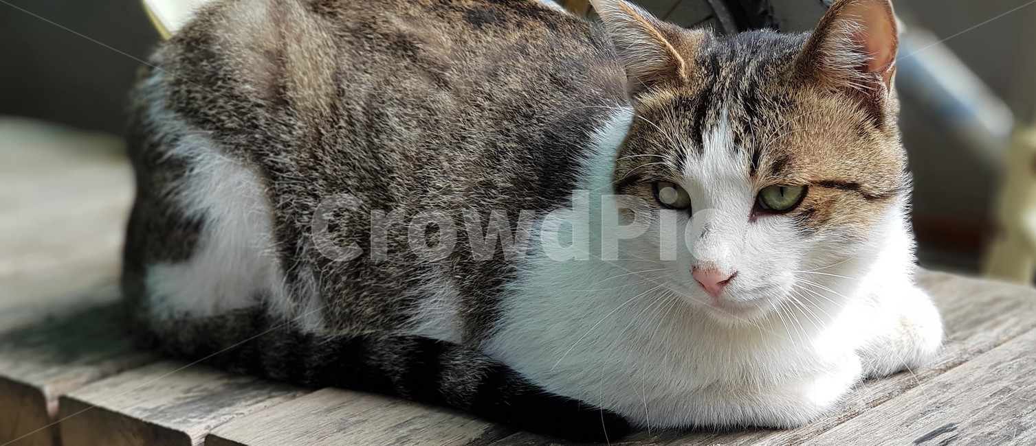 고양이,애완동물,동물,흰색,cat,일상,cute,animal,애니멀,휴식,야옹이,동물,animal,포유류,mammal,고양이,cat,kitten,kitty