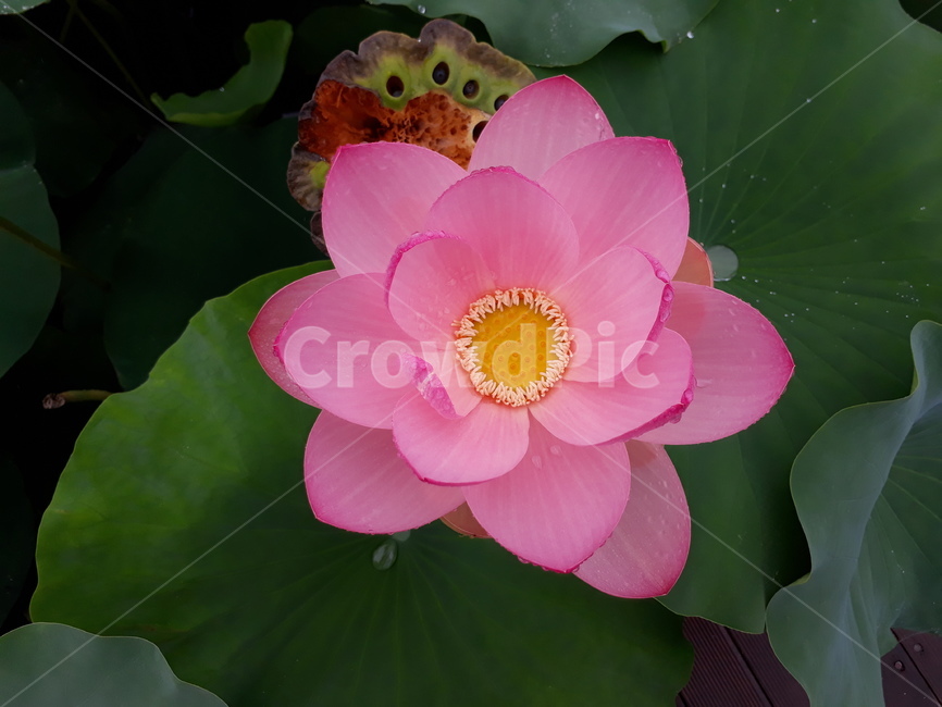 연꽃,연잎,식물,자연,습지,lotus,lotusleaves,plants,nature,wetland