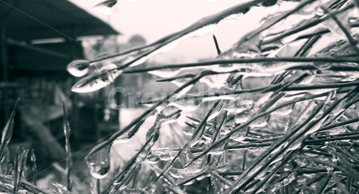 겨울,얼음,한파,나무,소나무,winter,겨울,계절,winter,season