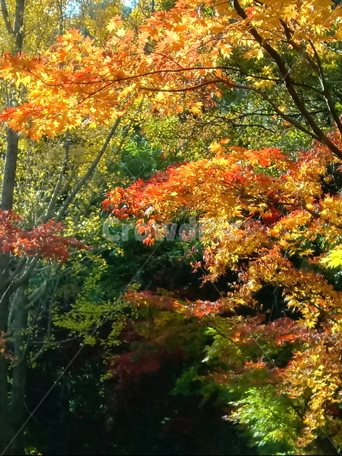 단풍,단풍잎,단풍나무,가을,leaf,잎,plant,식물,tree,나무,계절,fallautumnseason,outdoors,옥외,자연풍경,naturelandscape,낙엽,가을,계절,fall,autumn,season,식물,자연,plants,nature,maple