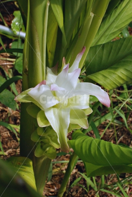 꽃,하얀꽃,강황,강황꽃,자연,식물,식물,자연,plants,nature,꽃,flower