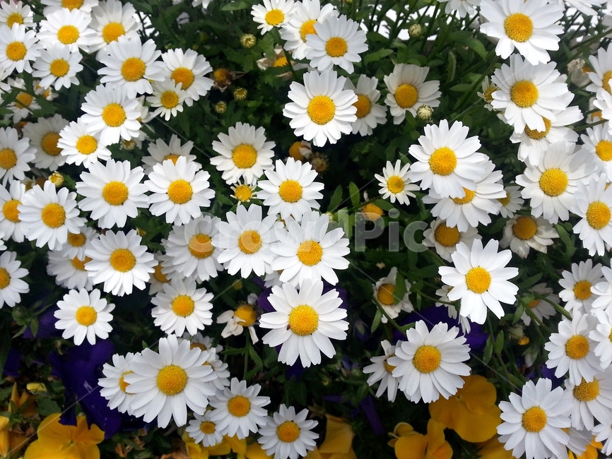 꽃,봄,원예,아름다움,식물,flower,bloom,floral,향기,자연,화사,동그라미,꽃잎,암술,수술,beautiful,plant,식물,자연,plants,nature,꽃,flower