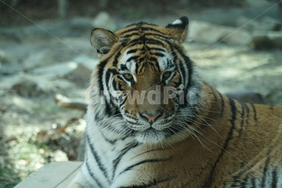 호랑이,tiger,동물,animal,포유류,mammals,맹수,savage,beast,육식동물,짐승,사나운,사납다,무서운,무섭다,맹호,범,고양이과,야생,자연,nature,타이거,한국호랑이,시베리아호랑이,백두산호랑이,아무르호랑이,동북호랑이,동북호,AmurTiger,pantheratigrisaltaica,동물,animal,포유류,mammal
