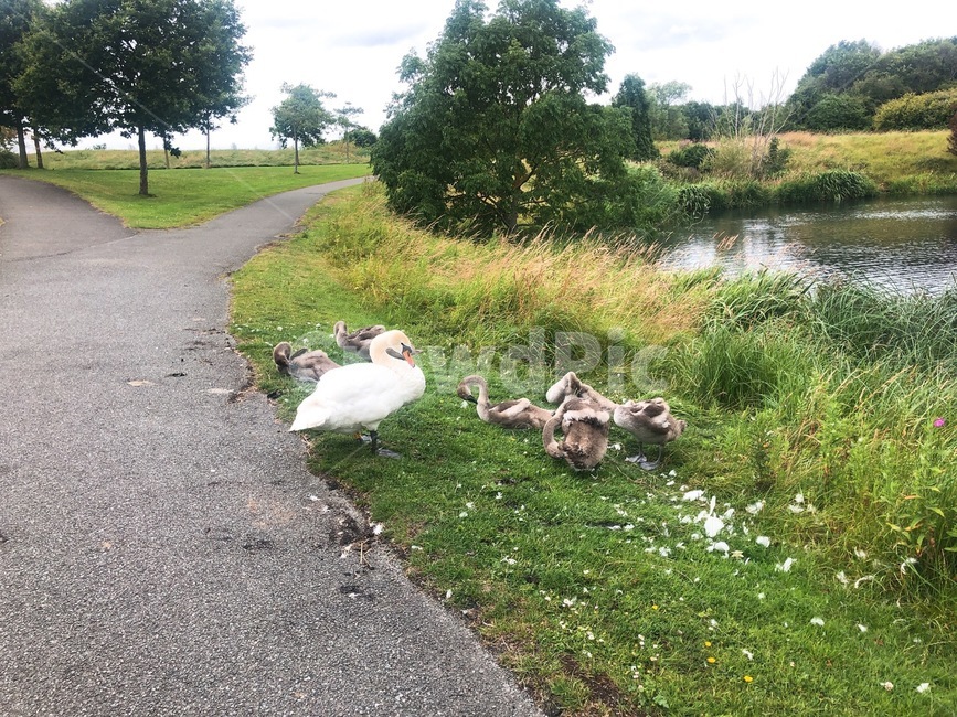 공원,호수,백조,야외,swan,park,lake,outdoors,동물,animal,조류,새,birds