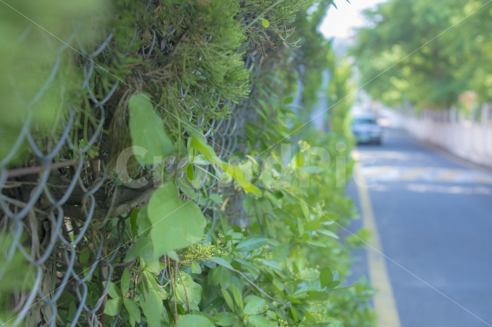 휴식,힐링,풍경,길,식물,덩쿨,학교,봄,식물,자연,plants,nature,감성,sensible,feeling