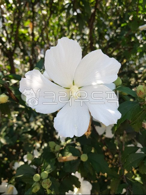 White Rose of Sharon,Korean flower,Rose of Sharon,Rose of Sharon Samcheonri,Korean national flower