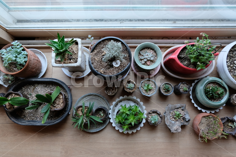 식물,화분,plant,사물,produce