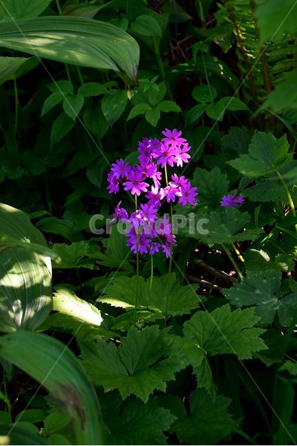 큰앵초,야생화,꽃,식물,자연,생태,플라워,flower,plants,nature,식물,자연,plants,nature,꽃,flower