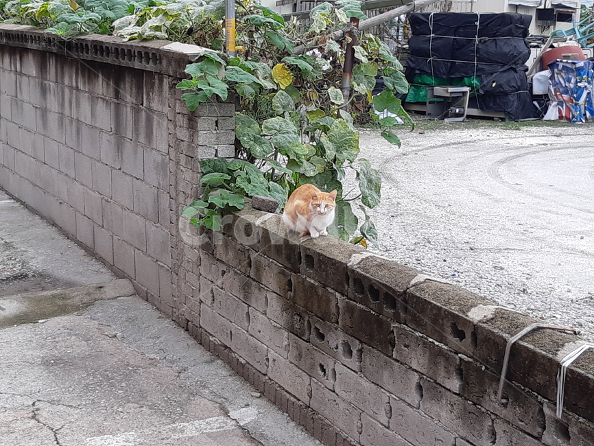 고양이,담벼락,여름,귀여움,cat