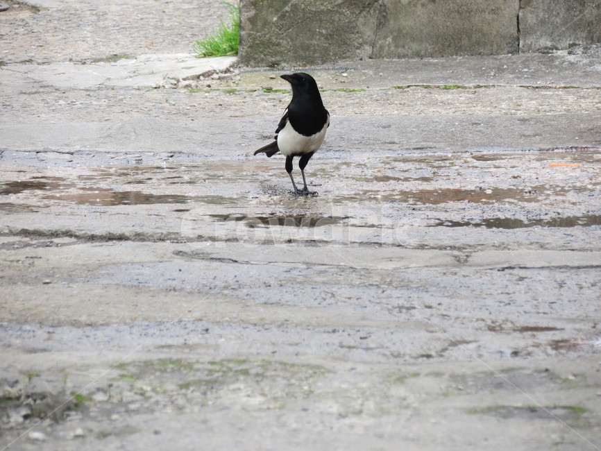 까치,새,풍경,한국,웅덩이,한국적인,길거리,종종걸음,설날,bird,magpie,magpiepictuer,korea,street,koreastreet,동물,animal,조류,새,birds