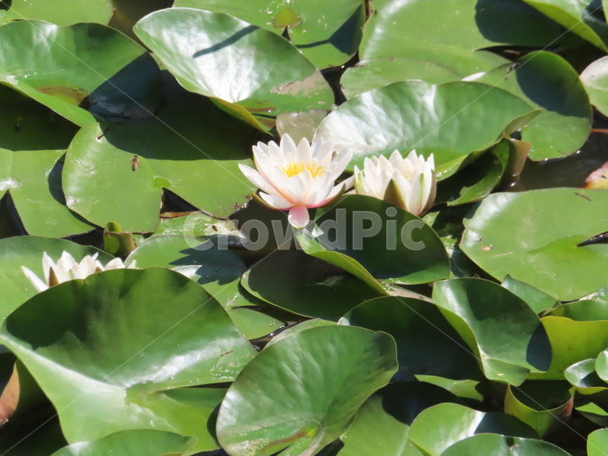 꽃,연꽃,lotus,흰연꽃,연꽃잎