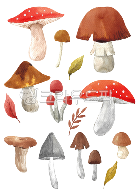 Botanical,pattern,Maple leaf,fallen leaves,fall,botanical,leaves,drawing,season,mushroom,Maple,poisonous mushroom,handwork,hand drawing,nature,leaf,brown,Red,watercolor,painting,background,plant,maple,illustration,autumn,Watercolor