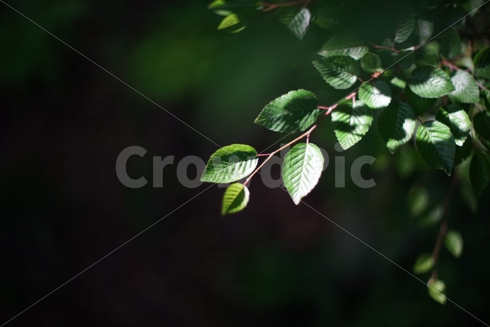 식물,나무,잎사귀,푸름,빛,집중,차분함,식물,자연,plants,nature