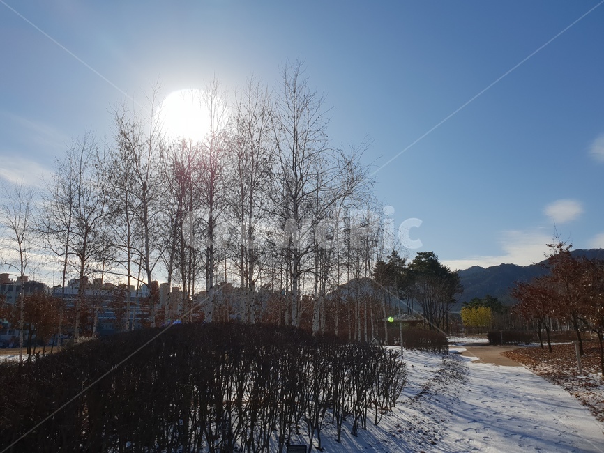 자작나무,겨울,풍경,파랑,하늘,겨울,계절,winter,season,자연,풍경,nature,landscape,tree,나무,plant,식물