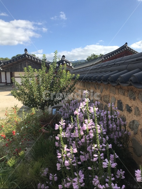 한옥,outdoors,옥외,garden,정원,arbour,정자,꽃,나무,식물,plant