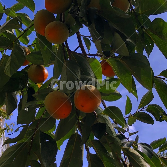 식물,음식,과일,fruit,food,plant,감,감나무,잎사귀,초록,자연,푸른하늘,나뭇잎,나무,nature,tree,orange,green,배경화면,leaves,bluesky,sky