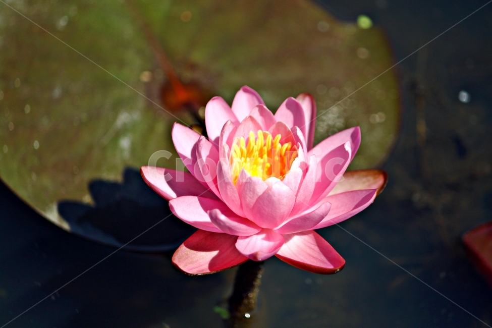 연꽃,연못,여름꽃,여름,푸르름,식물,꽃,자연,작물,plant,flower,nature,분홍색,식물,자연,plants,nature,꽃,flower