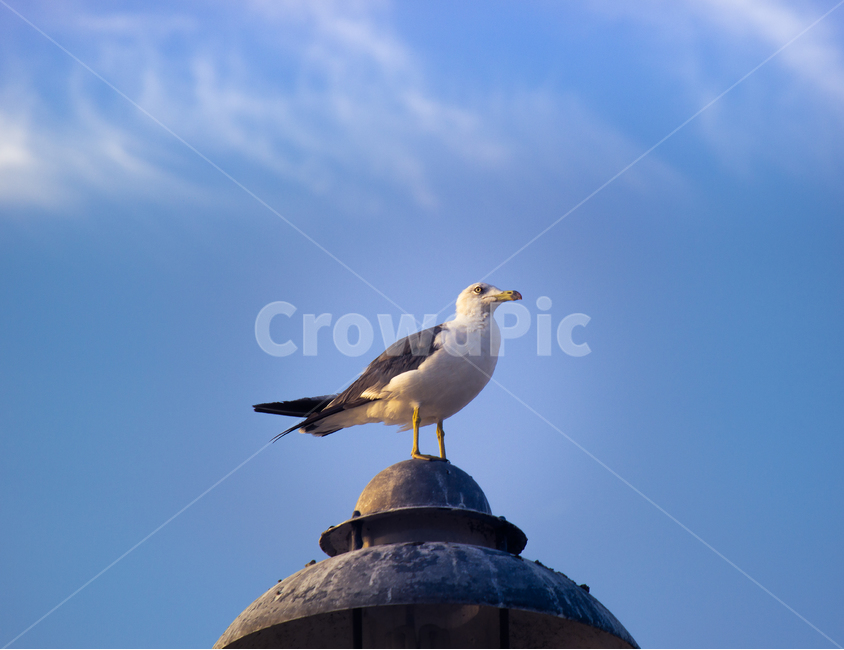 갈매기,animal,동물,bird,새,seagull,동물,animal,조류,새,birds