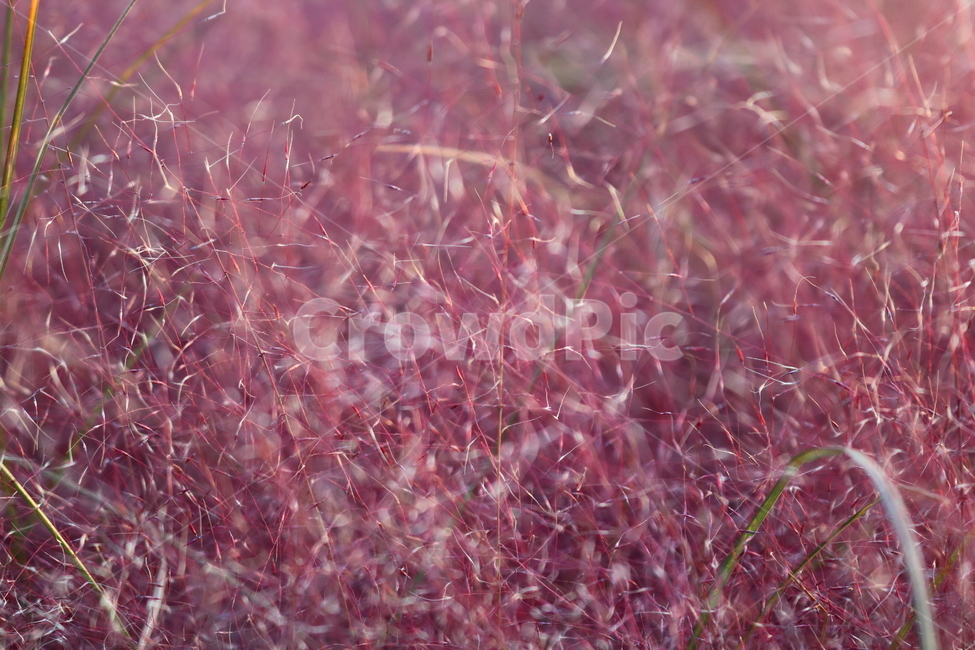 핑크뮬리,뮬리,식물,자연,벼과,분홍쥐꼬리새,가을,가을,계절,fall,autumn,season