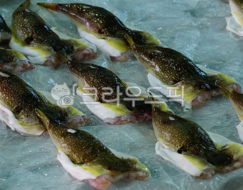 Pufferfish,puffer fish,sea puffer,sea fish,saltwater fish,pufferfish