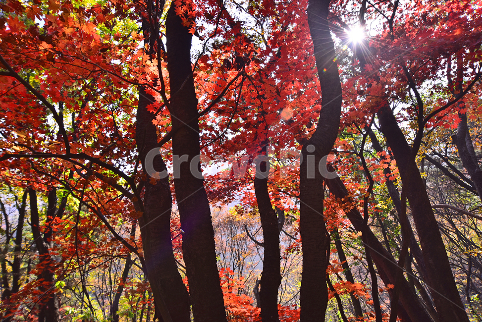 가을,가을배경,한국자연경관,배경,바탕,백그라운드,단풍숲,계절,시즌,season,outdoor,옥외,야외,식물,햇살,햇빛,plant,flowers,autumn,fall,background,maple,tree,찬란한,칼라풀,colorful,봉우리,forest,가을풍경,단풍산,가을산,healing,가을,계절,fall,autumn,season,자연,풍경,nature,landscape,나무,leaf,잎