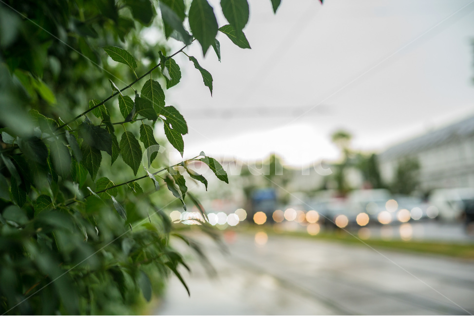보케,비오는날,거리,길,차도,흐린날,나뭇잎,잎새,나무,rain,bokeh,gray,clowd,날씨,감성사진,emotion,식물,자연,plants,nature,비,비오는날,rain,rainy