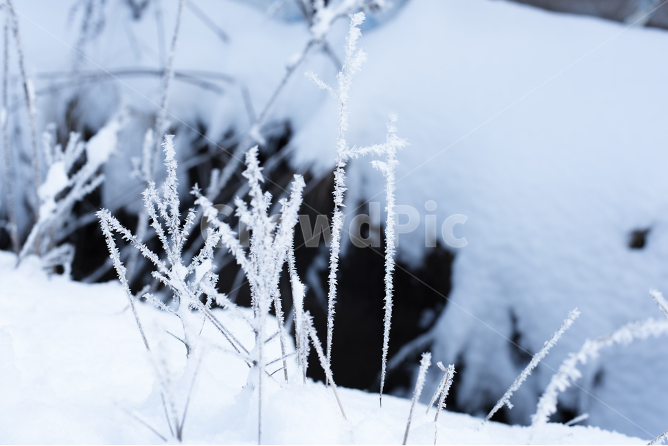 겨울,눈꽃,겨울풍경,눈,겨울꽃,겨울,계절,winter,season,자연,풍경,nature,landscape,outdoors,옥외,snow,frost,서리
