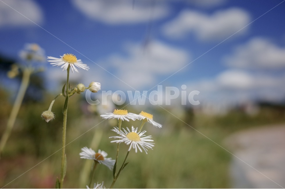 꽃,식물,개망초,하늘,구름,꽃망울,식물,자연,plants,nature,꽃,flower