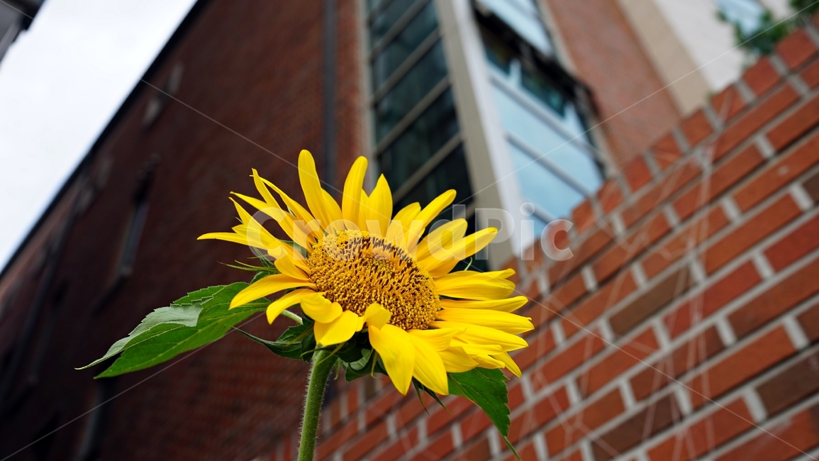 해바라기,노랑,꽃,식물,자연,bloom,sunflower,floral,plant,beautiful,flower,식물,자연,plants,nature,꽃,flower