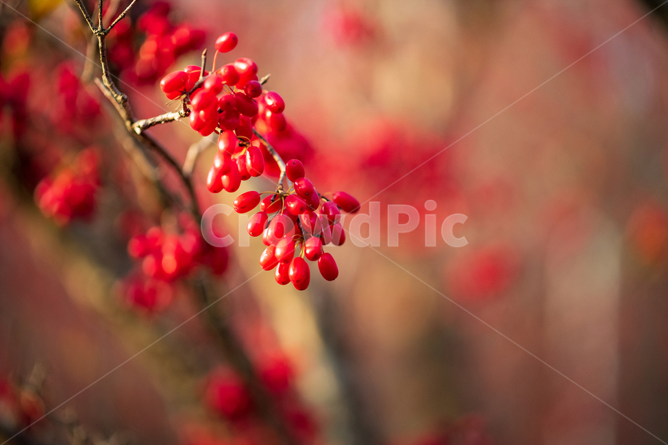 산수유,열매,나무,빨간,탐스러운,식물,자연,plants,nature,과일,열매,fruit