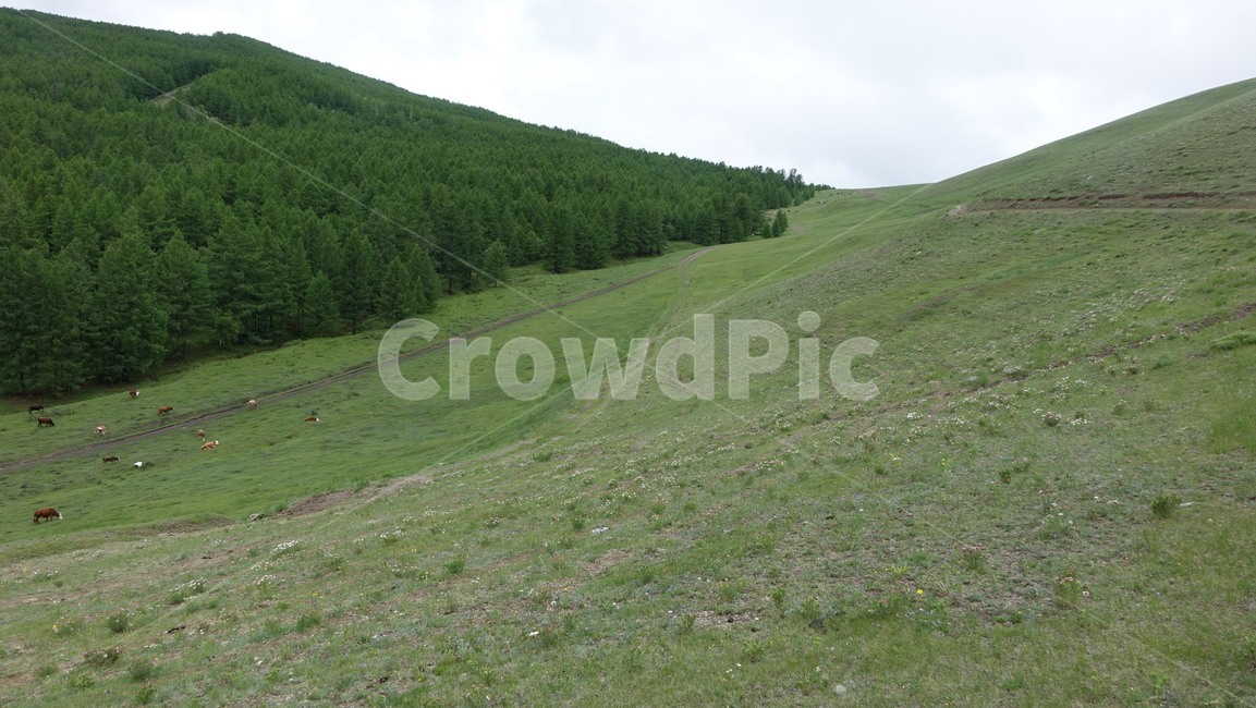 green,grass,field,그린,초록,풀밭,들판,자연,nature,grassland,들,hill,언덕,몽골,초원,slope